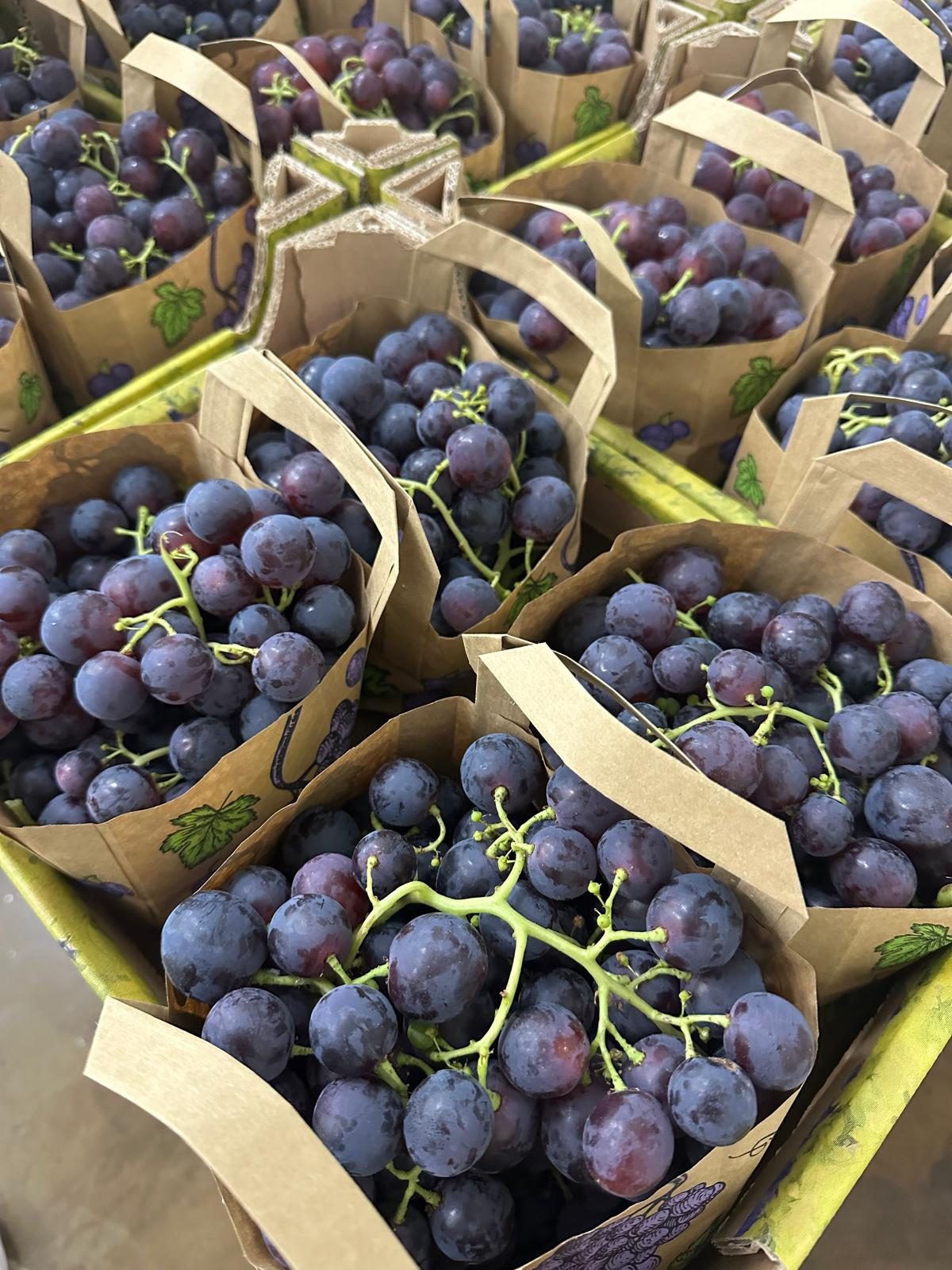 Red table grapes Moldova - Grapes producer Moldova quality export