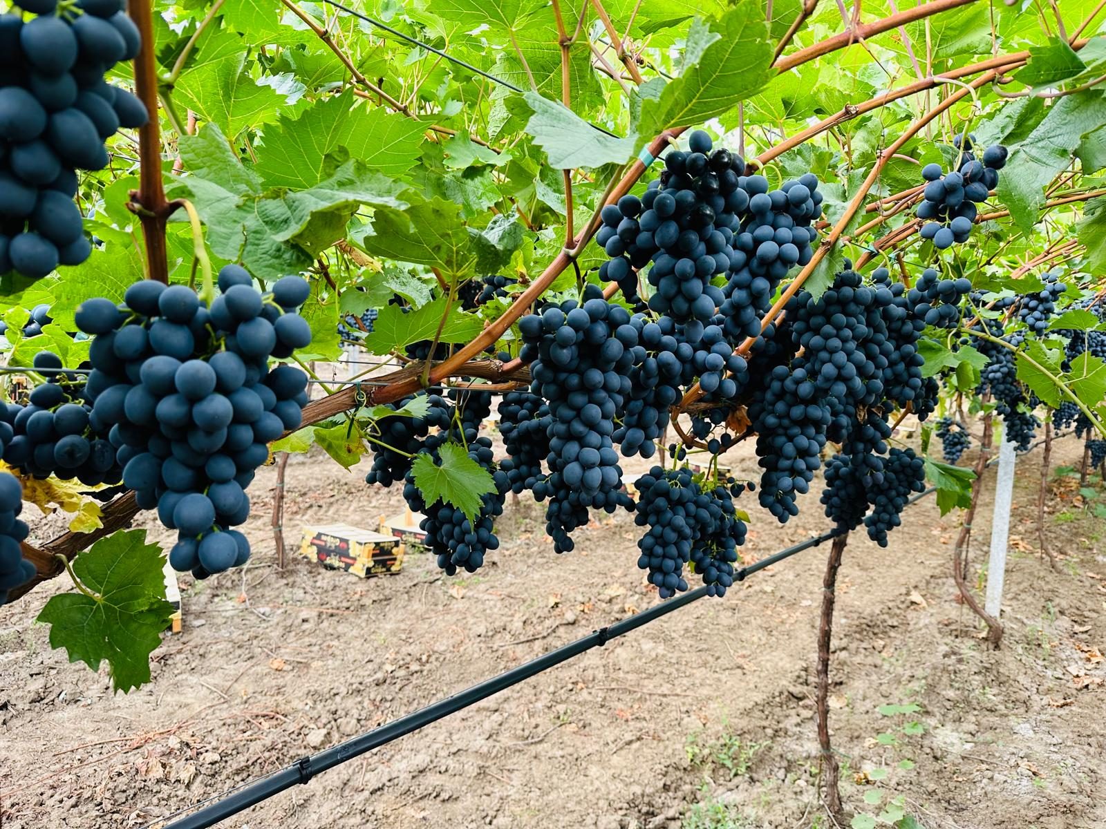 Table grapes Moldova - Premium black grapes from Moldova producer