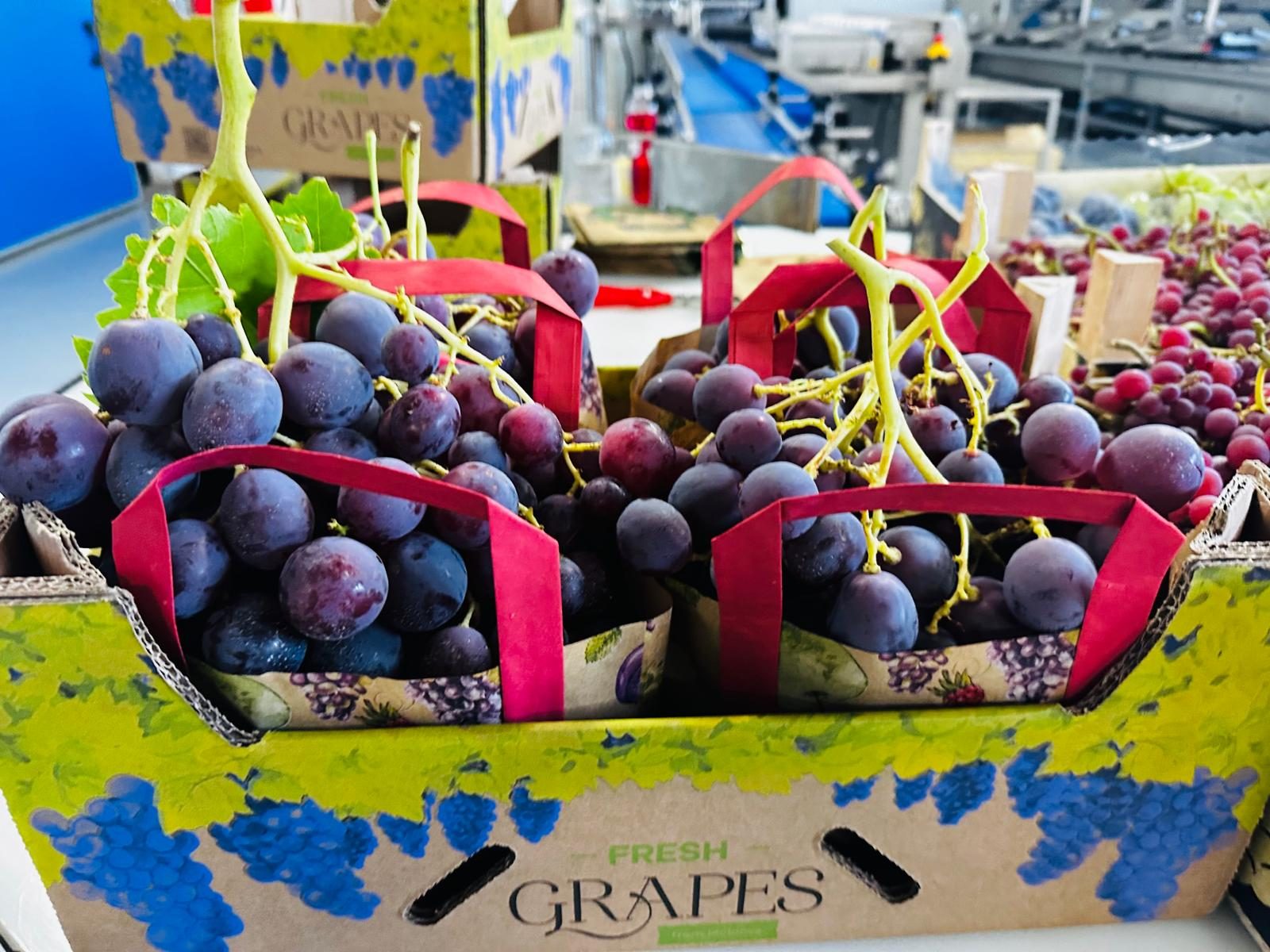 Red Globe table grapes Moldova - Large seeded red grapes premium export