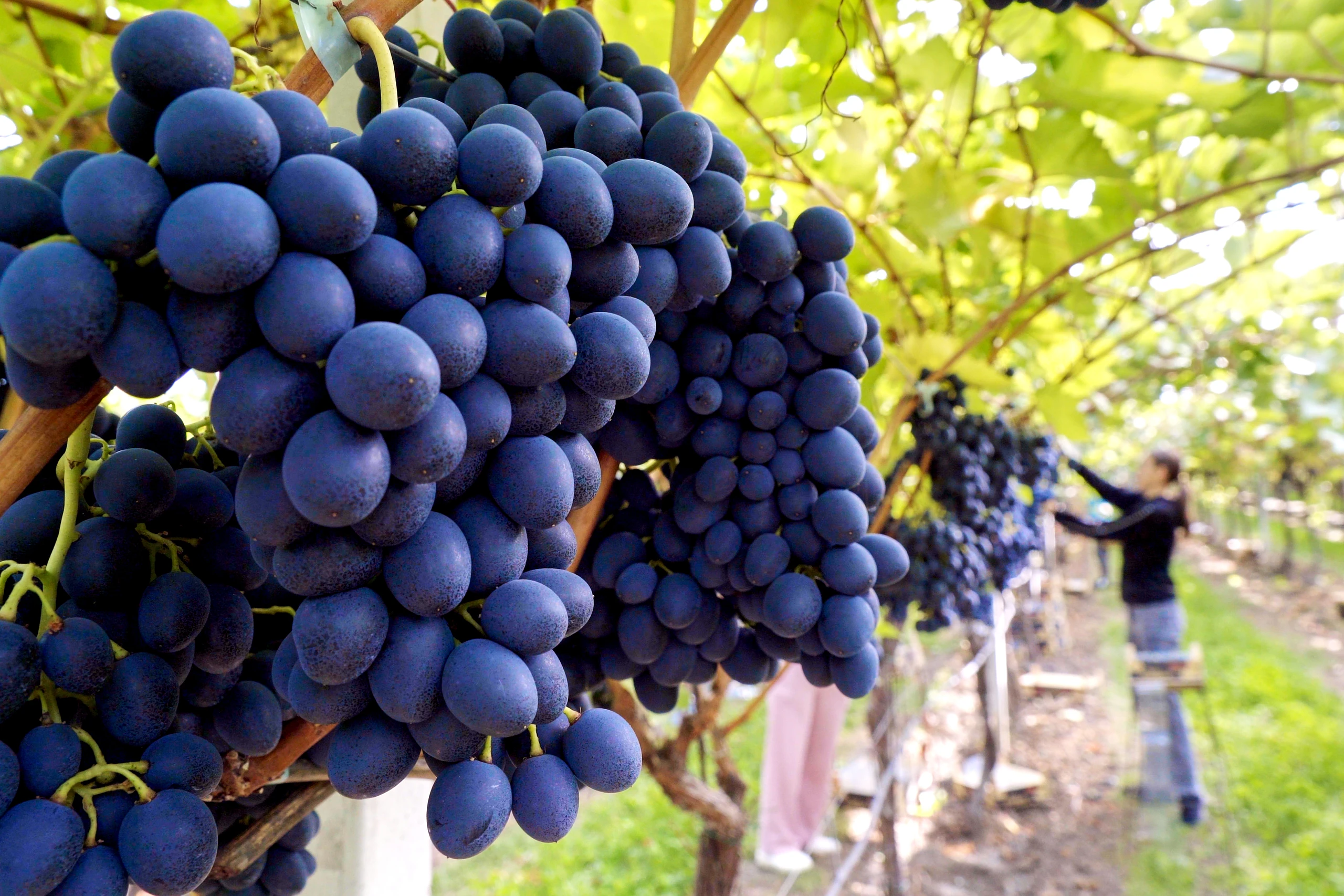 Dark purple grape clusters hanging on a vine in a vineyard, with a worker picking grapes in the background.