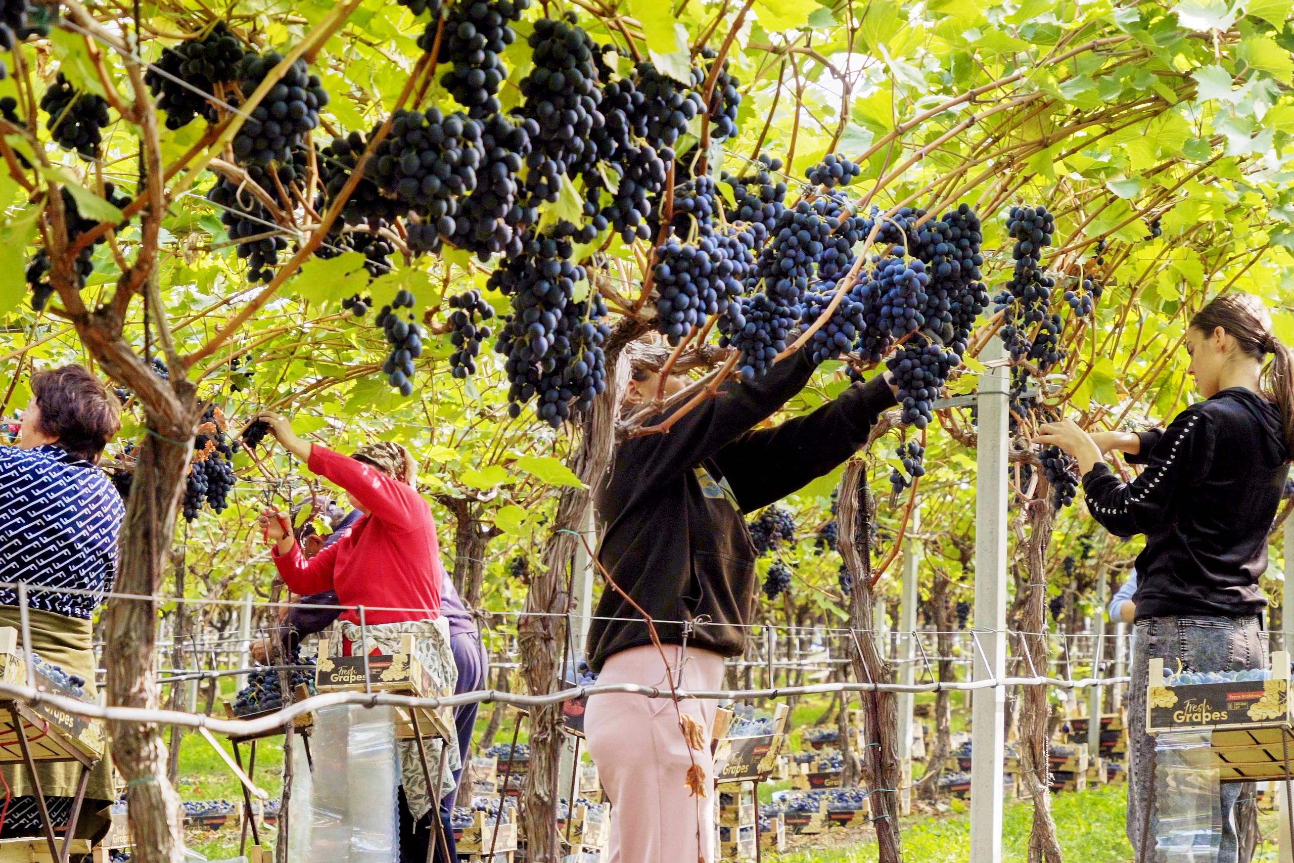 Workers in a vineyard cut dark purple grape clusters from vines, standing on wooden platforms and placing them in crates.