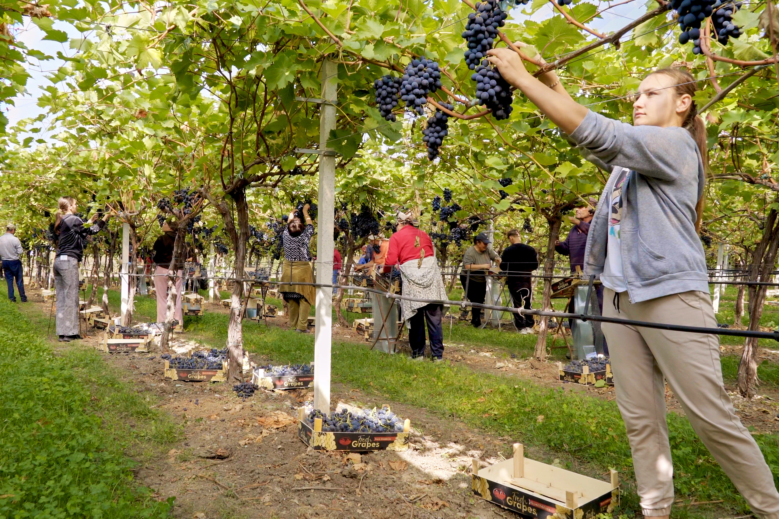 A woman in a grey top reaches up to pick dark grapes from a vine, with other pickers and crates in a vineyard row behind her.
