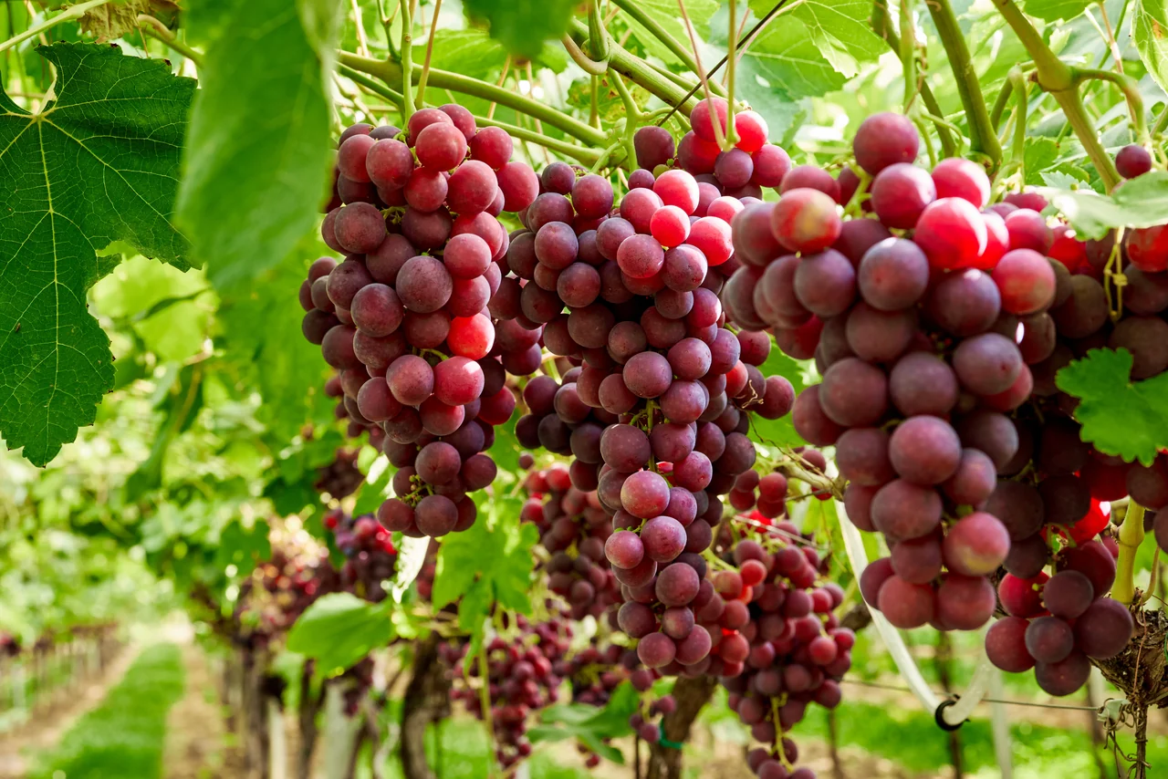 Ripe red table grape clusters hanging in a Frudova vineyard row