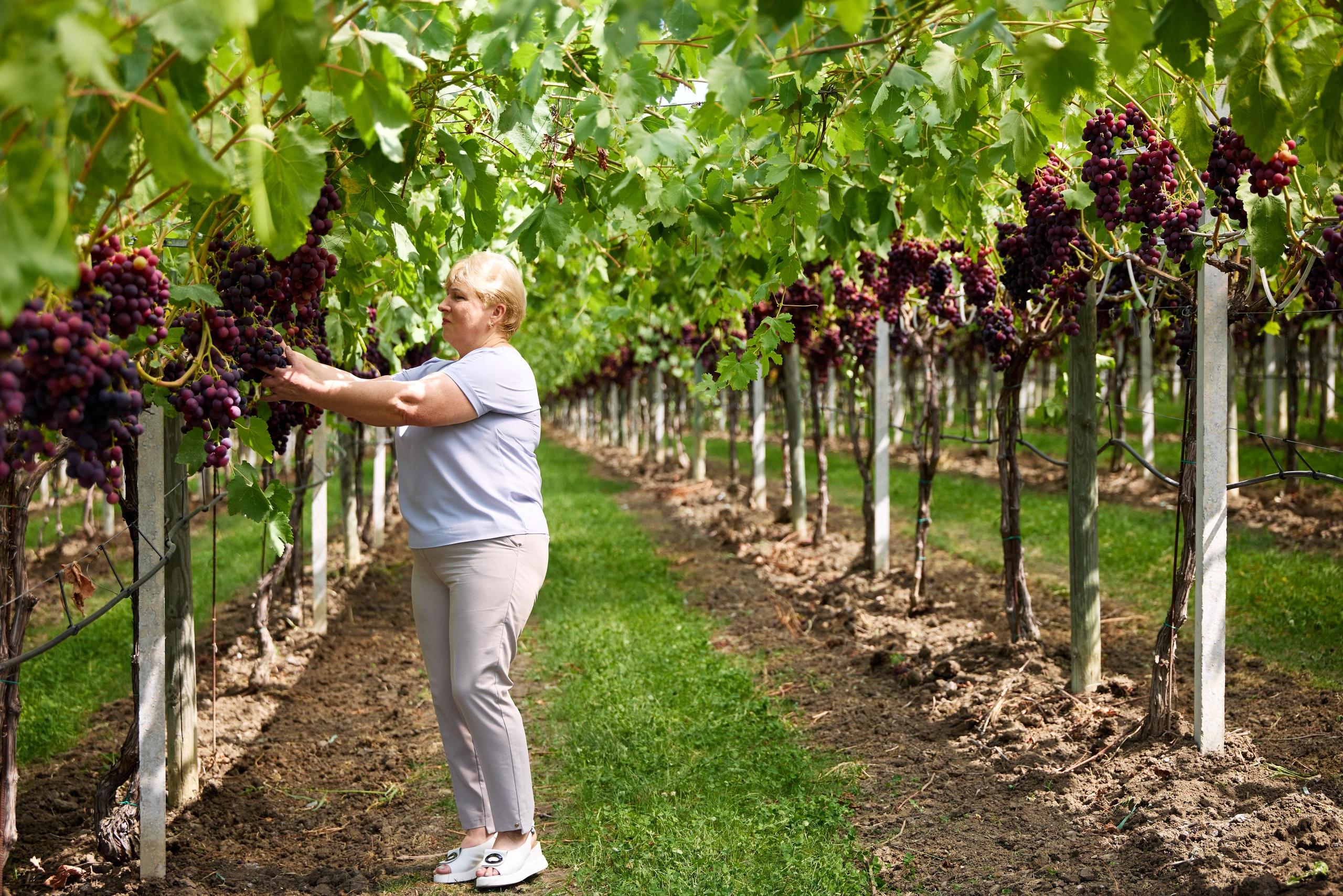 A woman in a light blue shirt picks dark red grapes from vines in a vineyard row.