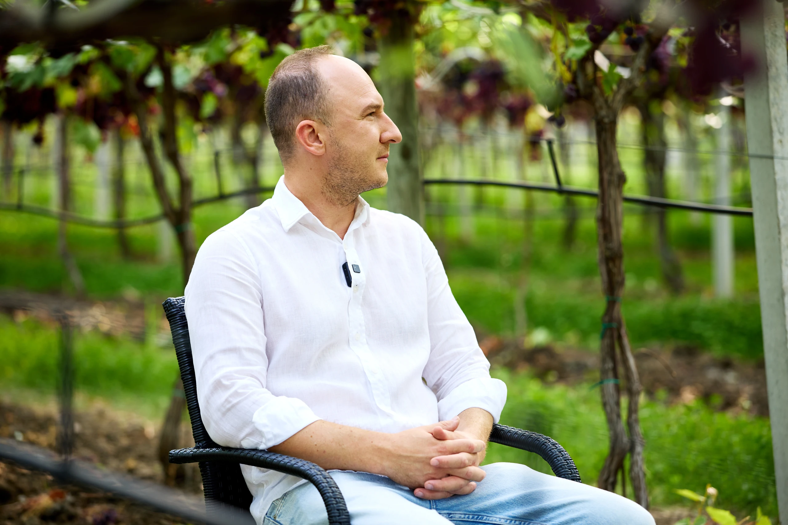 Man in a white linen shirt seated in a dark wicker chair among green vineyard rows with dark grapes overhead.