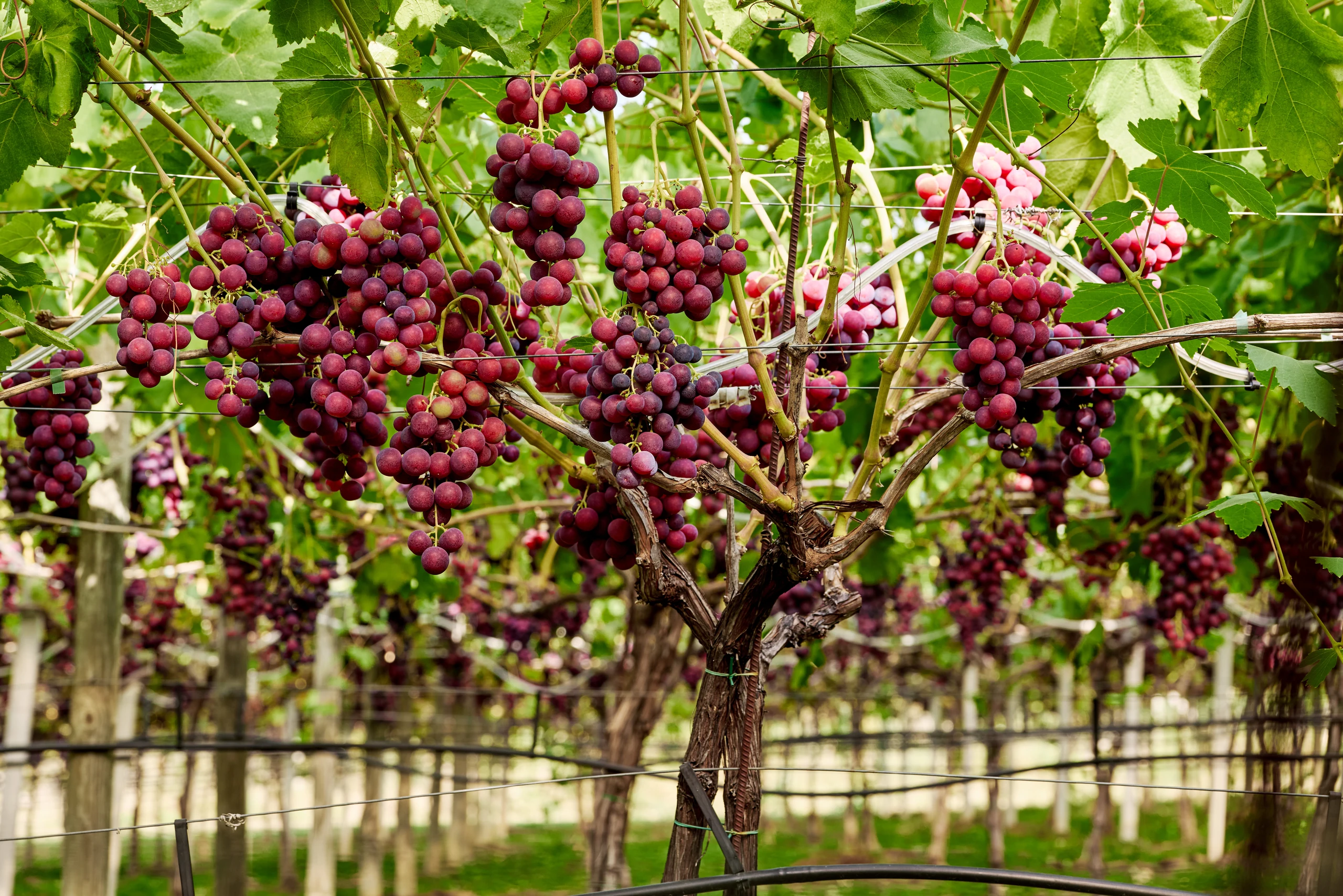 Clusters of dark red grapes hanging from vines trained along wires in a green vineyard.
