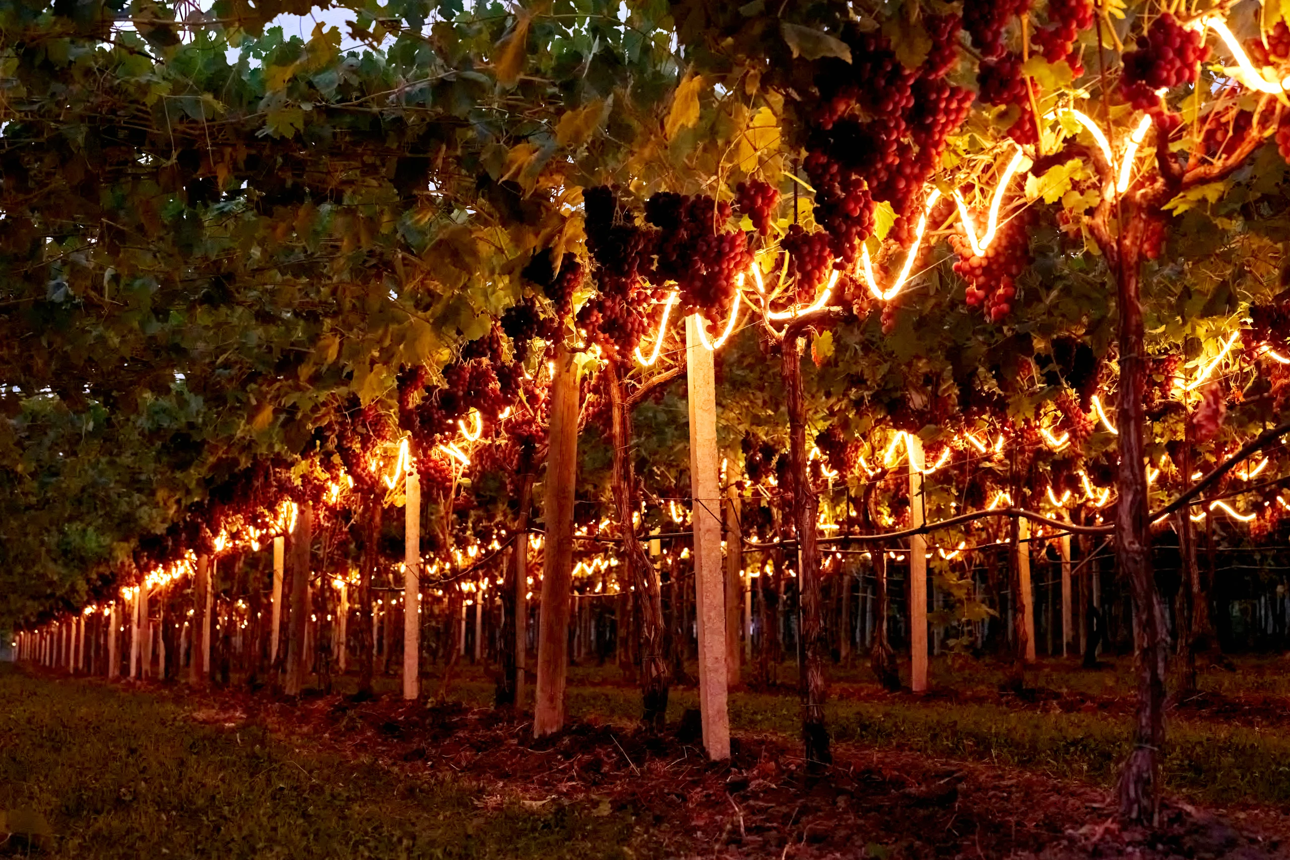 Rows of red grape vines hanging in clusters along wooden posts, with warm string lights glowing through the leaves at dusk.