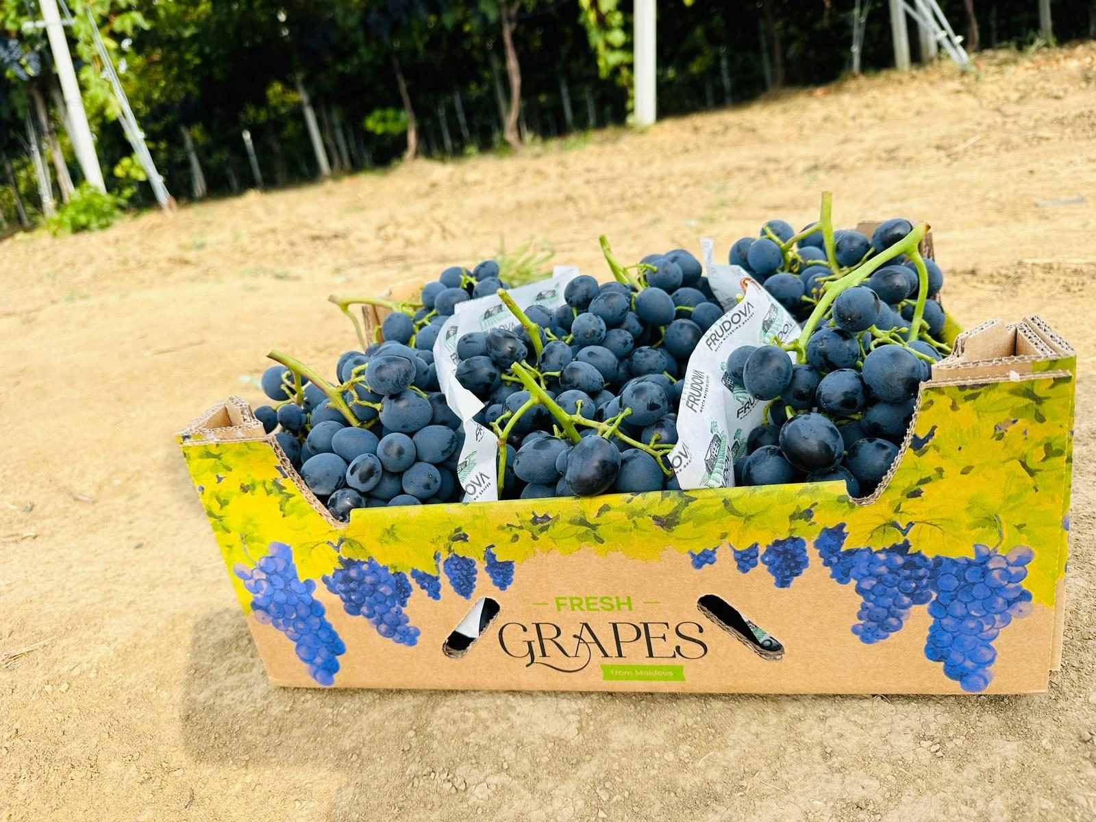 A Frudova crate filled with dark blue table grapes, standing on the ground beside the vineyard; the box reads "Fresh Grapes from Moldova."